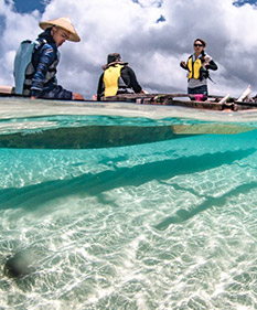 蟹の養殖とマングローブ体験ツアー